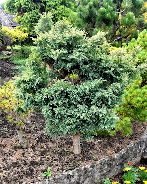 Chamaecyparis pisifera boulevard