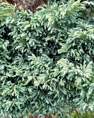 Chamaecyparis pisifera boulevard