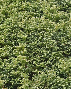 Chamaecyparis pisifera boulevard