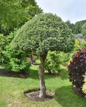 Chamaecyparis pisifera boulevard