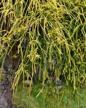Chamaecyparis pisifera golden mop