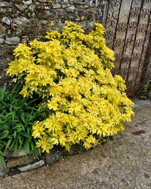 Choisya ternata Sundance
