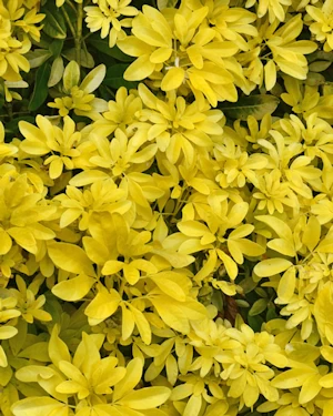 Choisya ternata Sundance
