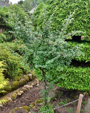Cotoneaster francheti