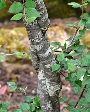 Cotoneaster francheti