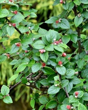 Cotoneaster francheti