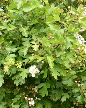 Crataeugus sp.