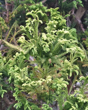 Cryptomeria japonica