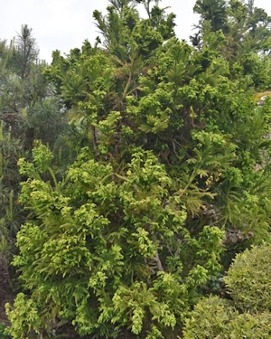 Cryptomeria japonica
