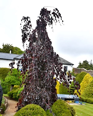 Fagus sylvatica Purple Fountain