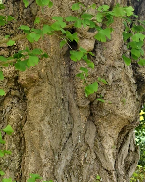 Ginkgo biloba