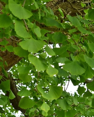 Ginkgo biloba