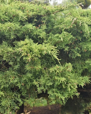 Juniperus Pfitzeriana