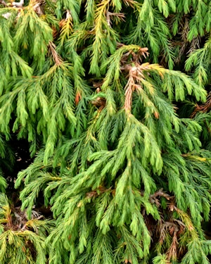 Juniperus recurva coxii