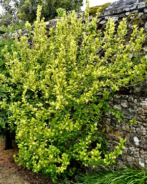 Ligistrum ovalifolium aureum