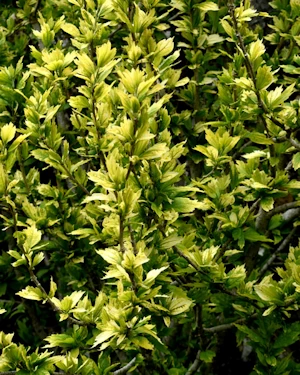 Ligistrum ovalifolium aureum