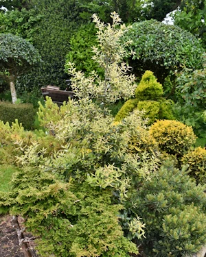 Olearia