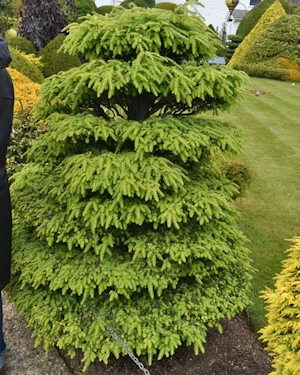 Picea abies nidiformis
