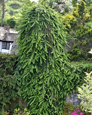Picea abies pendula