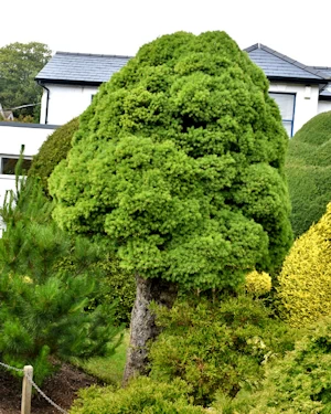 Picea Glauca Albertiana Conica