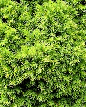 Picea Glauca Albertiana Conica
