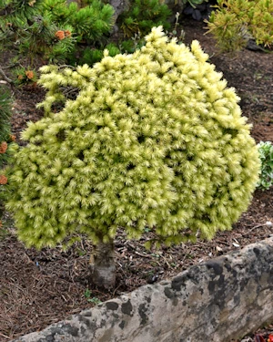 Picea glauca dendrofarma Gold