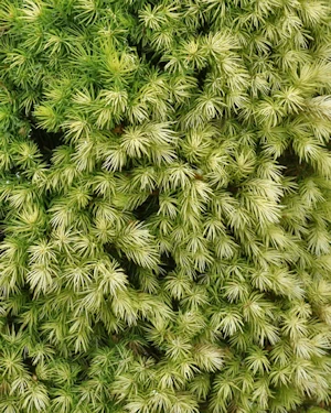 Picea Glauca Pixie Dust