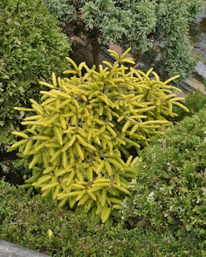 Picea orientalis aureospicata