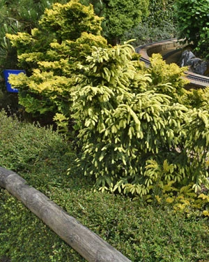 Picea orientalis aureospicata