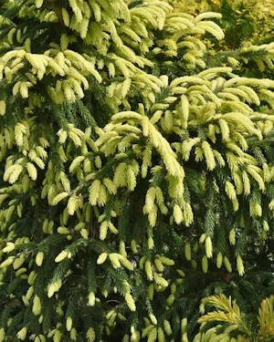 Picea orientalis aureospicata