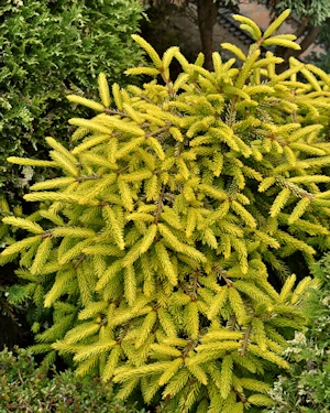 Picea orientalis aureospicata