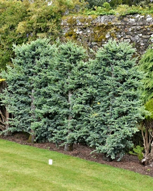 Picea pungens