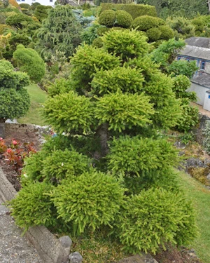Pinus densiflora