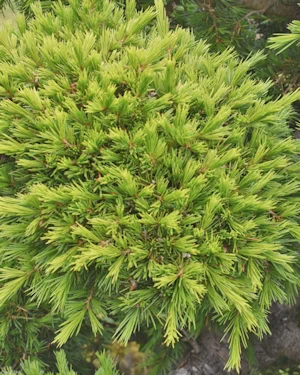 Pinus densiflora