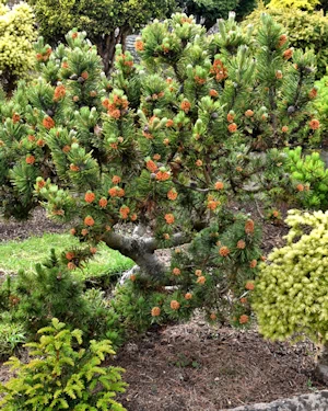 Pinus mugo