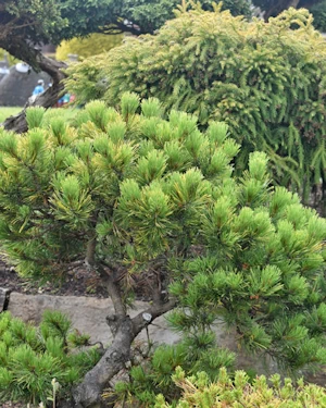 Pinus mugo