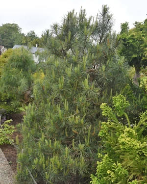 Pinus mugo