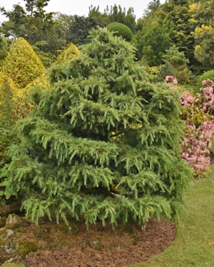 Pinus strobus pendula
