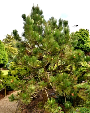Pinus thungbergii