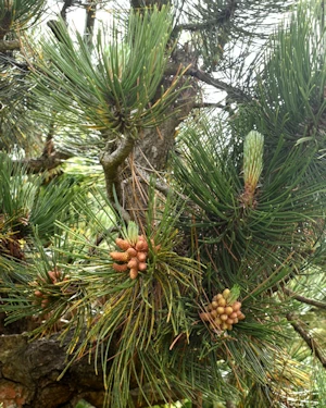 Pinus thungbergii