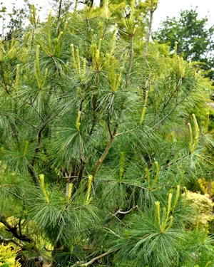 Pinus wallichiana