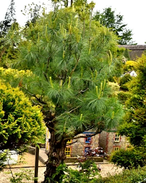 Pinus wallichiana