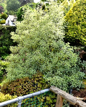 Pittosporum tenuifolium Silver Queen