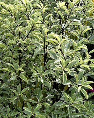 Pittosporum tenuifolium Silver Queen