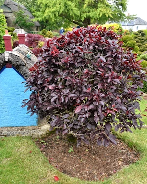 Prunus cerasifera atropurpurea pissardii