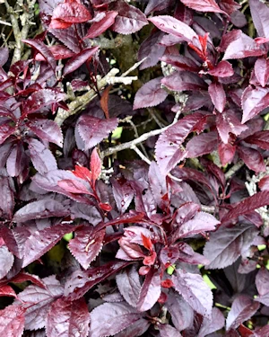 Prunus cerasifera atropurpurea pissardii