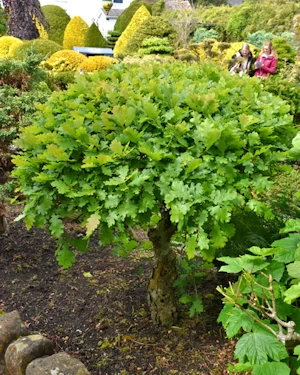 Quercus robur