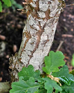 Quercus robur