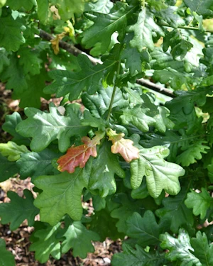 Quercus robur