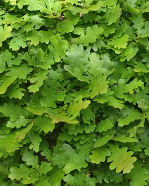 Quercus robur